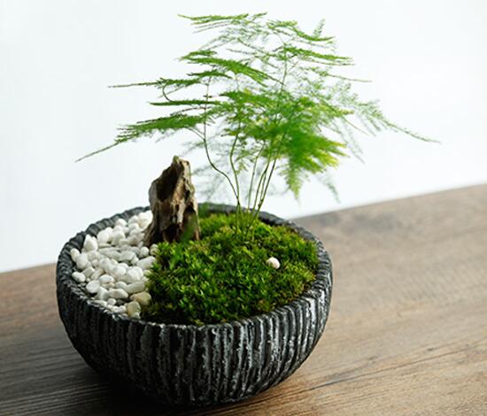 文竹如何爆盆,五种办法让你的文竹长势惊人