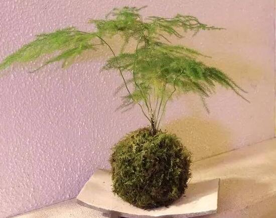 文竹如何爆盆,五种办法让你的文竹长势惊人