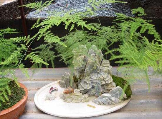 文竹如何爆盆,五种办法让你的文竹长势惊人