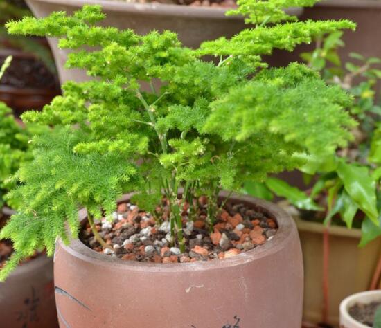 文竹如何爆盆,五种办法让你的文竹长势惊人