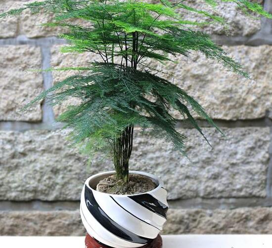 文竹如何爆盆,五种办法让你的文竹长势惊人