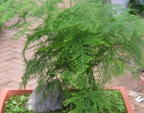 文竹如何爆盆,五种办法让你的文竹长势惊人