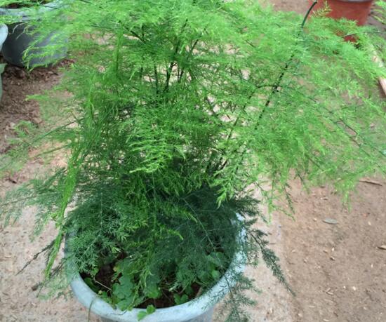 文竹如何爆盆,五种办法让你的文竹长势惊人