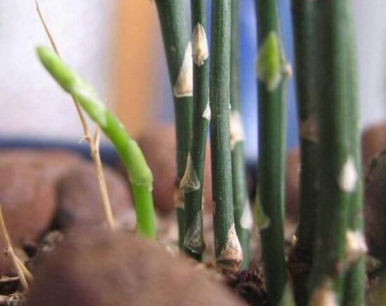 文竹如何养才能抽新芽，四种处理办法让你的文竹疯长