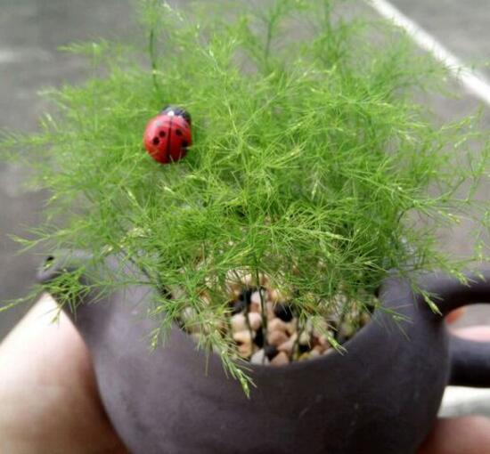 文竹如何养才能抽新芽，四种处理办法让你的文竹疯长