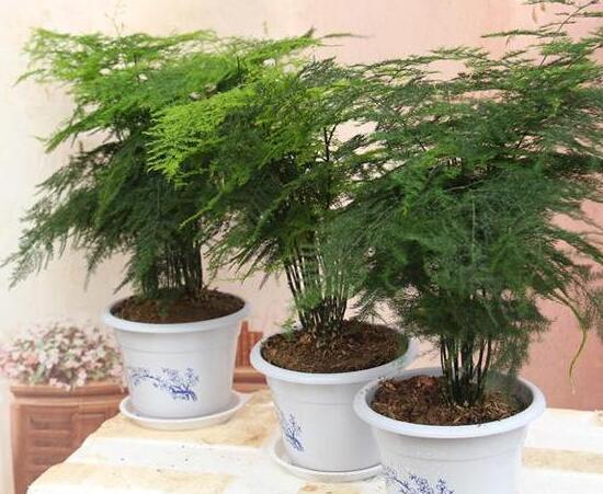 文竹如何养才能抽新芽，四种处理办法让你的文竹疯长