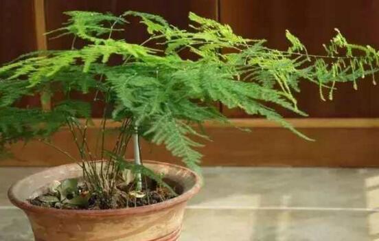 文竹如何养才能抽新芽，四种处理办法让你的文竹疯长