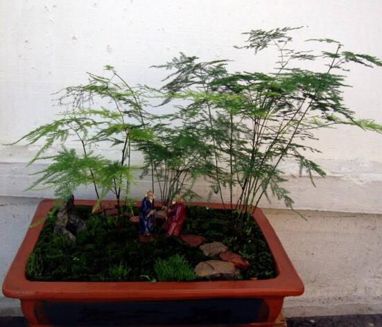 文竹如何养才能抽新芽，四种处理办法让你的文竹疯长