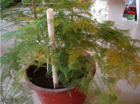 文竹如何养才能抽新芽，四种处理办法让你的文竹疯长