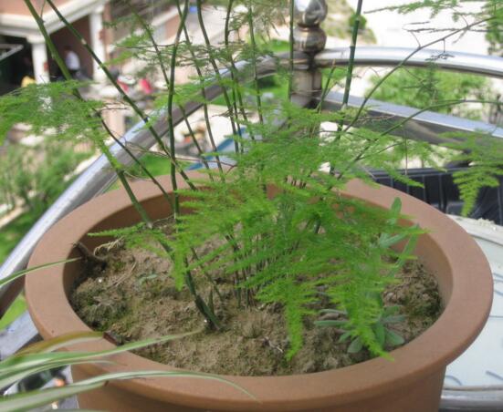 文竹如何养才能抽新芽，四种处理办法让你的文竹疯长