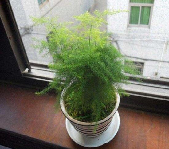 文竹如何养才能抽新芽，四种处理办法让你的文竹疯长