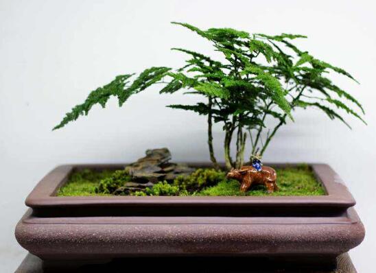 文竹为何要用茶水浇，发酵后浇文竹益处多多