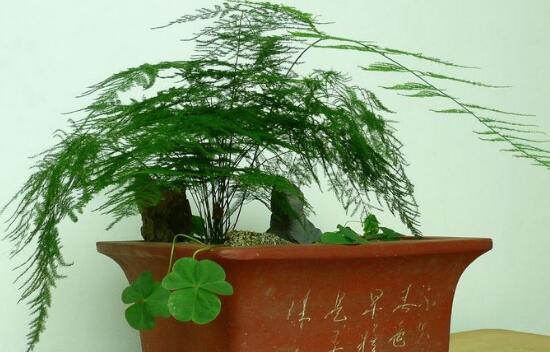 文竹为何要用茶水浇，发酵后浇文竹益处多多