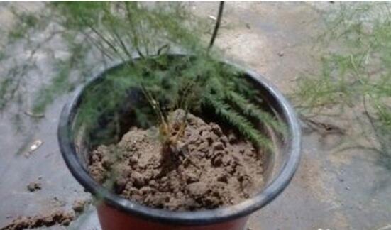 文竹用什么土养好，文竹土壤如何配制