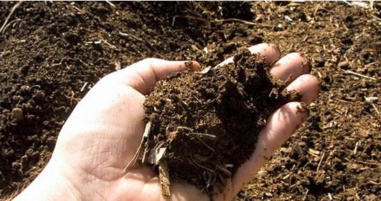 文竹用什么土养好，文竹土壤如何配制