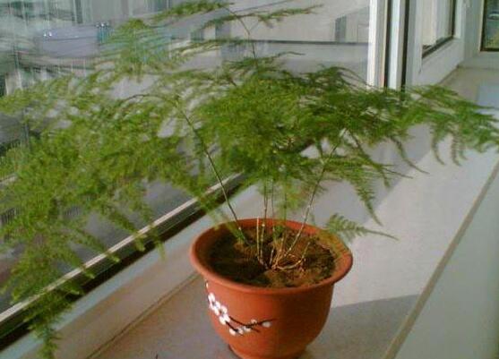 如何给文竹换土，文竹用什么样的盆土养好