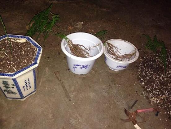 如何给文竹换土，文竹用什么样的盆土养好