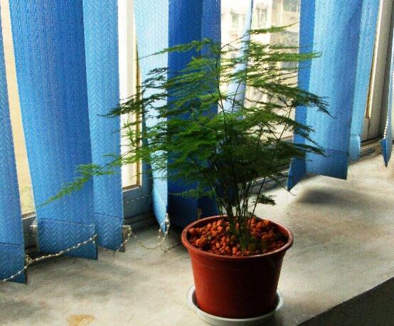 如何给文竹换土，文竹用什么样的盆土养好