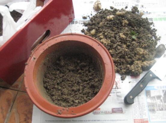 如何给文竹换土，文竹用什么样的盆土养好