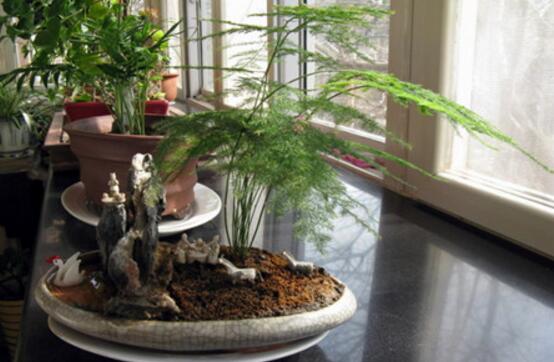 如何给文竹换土，文竹用什么样的盆土养好