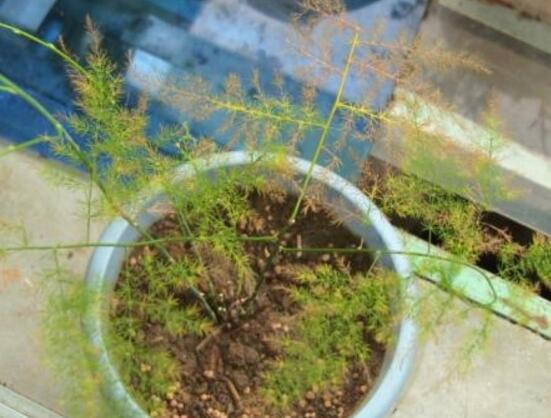 文竹冬季叶子发黄如何办，文竹变黄了还能恢复吗(可以)