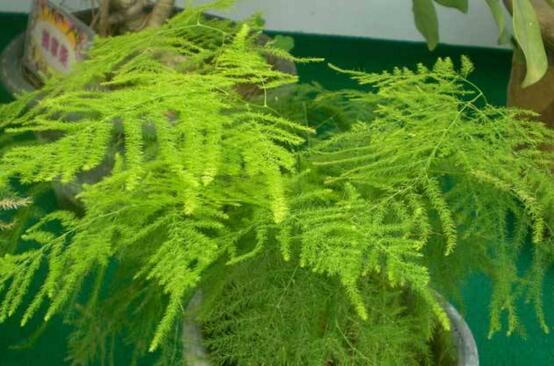 文竹冬季叶子发黄如何办，文竹变黄了还能恢复吗(可以)