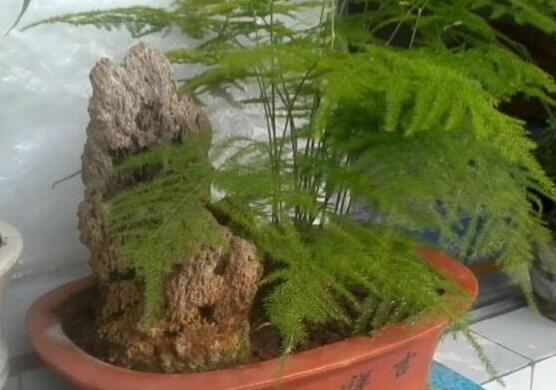 文竹冬季叶子发黄如何办，文竹变黄了还能恢复吗(可以)