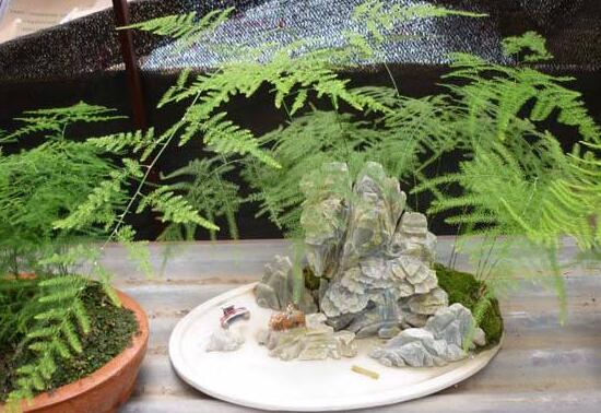 文竹冬季叶子发黄如何办，文竹变黄了还能恢复吗(可以)