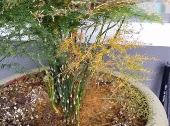 文竹冬季叶子发黄如何办，文竹变黄了还能恢复吗(可以)