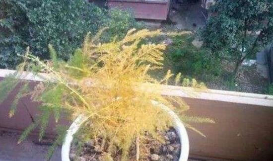 文竹冬季叶子发黄如何办，文竹变黄了还能恢复吗(可以)