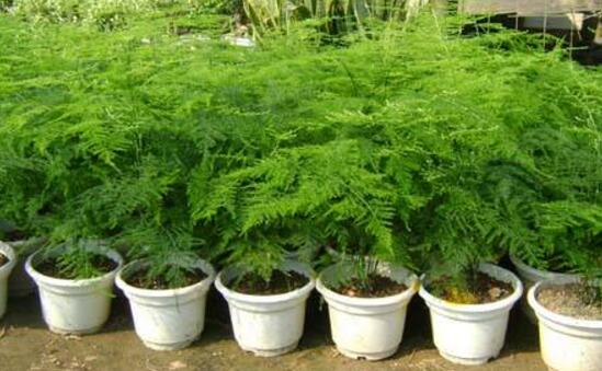 文竹冬季叶子发黄如何办，文竹变黄了还能恢复吗(可以)