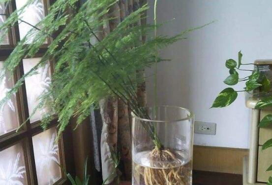 文竹冬季叶子发黄如何办，文竹变黄了还能恢复吗(可以)