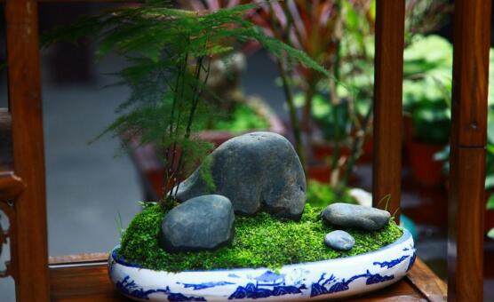 文竹冬季叶子发黄如何办，文竹变黄了还能恢复吗(可以)