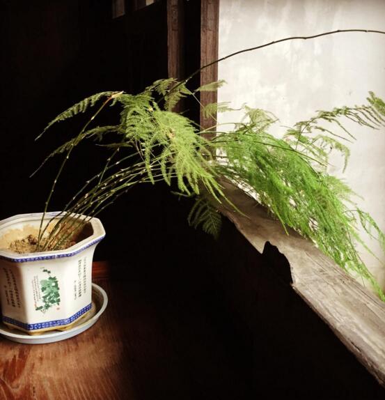 文竹如何施肥，掌握三要点正确施肥让你的文竹暴长