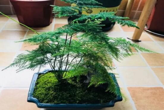 文竹移栽留意事项，手把手教你成功移栽文竹