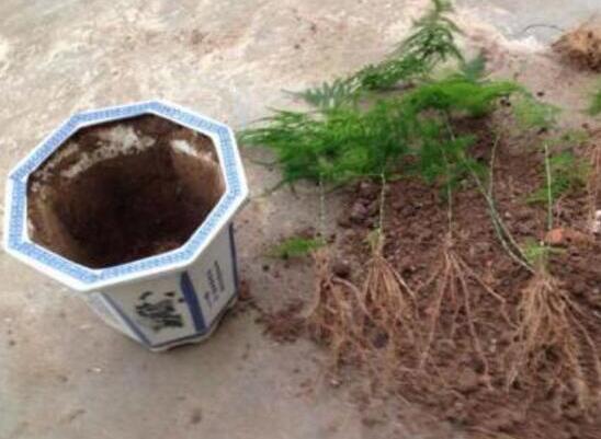 文竹移栽留意事项，手把手教你成功移栽文竹