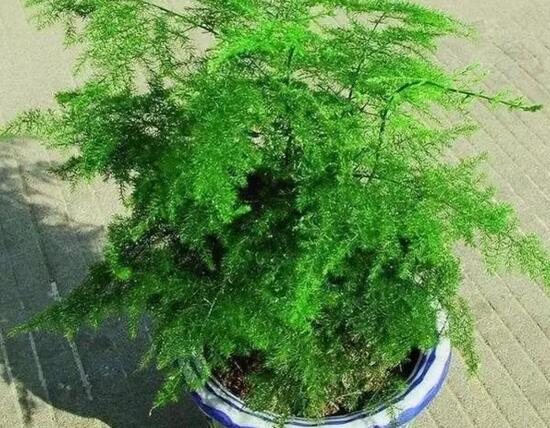 文竹移栽留意事项，手把手教你成功移栽文竹