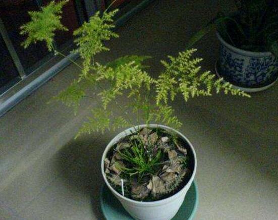 文竹移栽留意事项，手把手教你成功移栽文竹