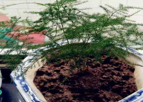 文竹移栽留意事项，手把手教你成功移栽文竹