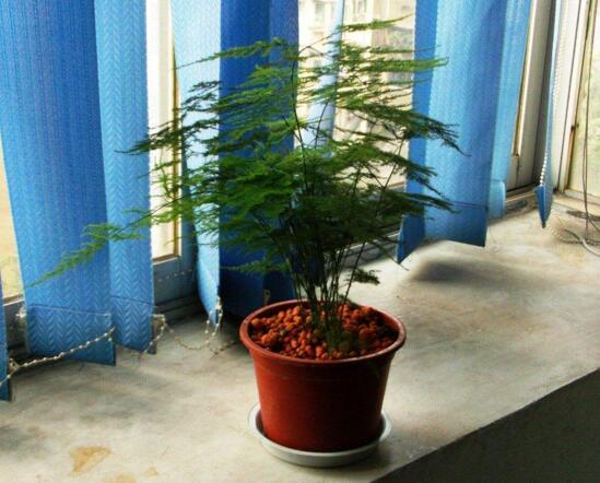 文竹移栽留意事项，手把手教你成功移栽文竹