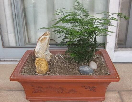 文竹移栽留意事项，手把手教你成功移栽文竹