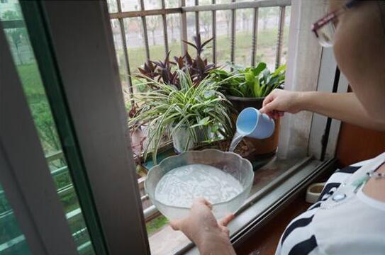 文竹可以用淘米水浇吗,可以/腐熟稀释后浇可让文竹更茂盛