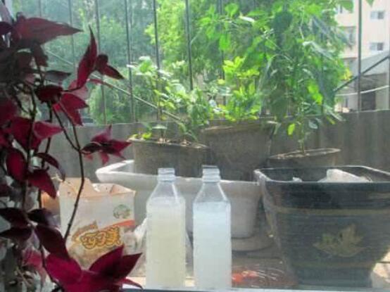 文竹可以用淘米水浇吗,可以/腐熟稀释后浇可让文竹更茂盛