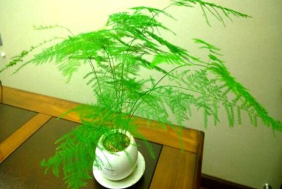 文竹可以用淘米水浇吗,可以/腐熟稀释后浇可让文竹更茂盛