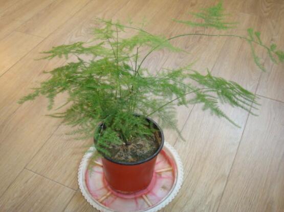 文竹可以用淘米水浇吗,可以/腐熟稀释后浇可让文竹更茂盛