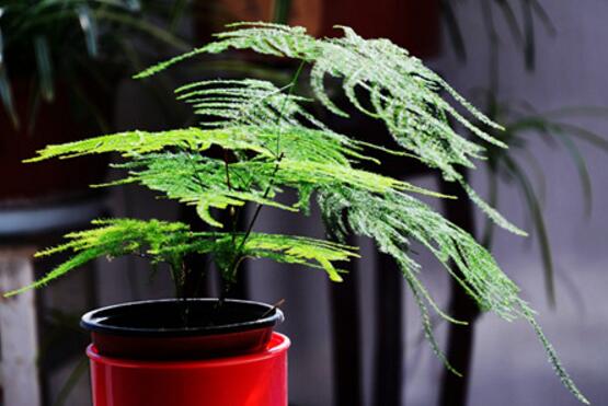 文竹可以用淘米水浇吗,可以/腐熟稀释后浇可让文竹更茂盛