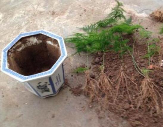 文竹什么时候换盆好,文竹换盆留意事项(换盆前不浇水)