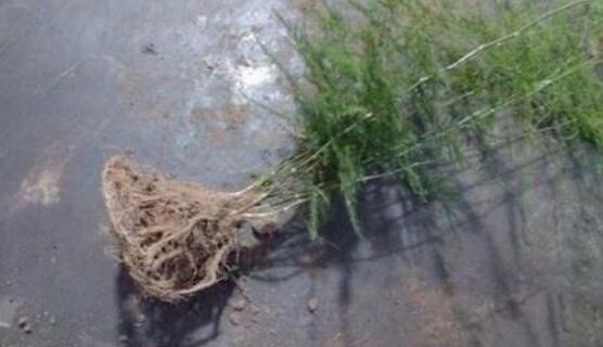 文竹什么时候换盆好,文竹换盆留意事项(换盆前不浇水)