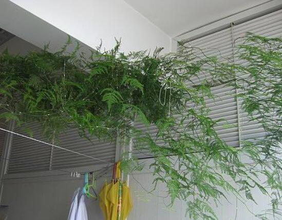 文竹什么时候换盆好,文竹换盆留意事项(换盆前不浇水)