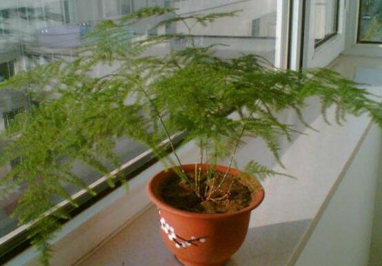 文竹疯长如何办，三个步骤教你完美处理